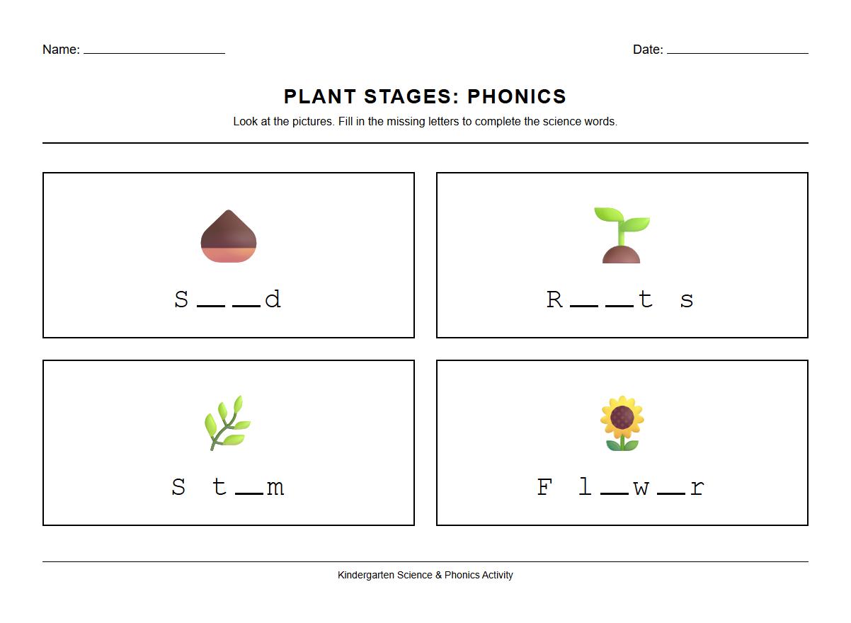 Plant Transformation Stages Phonics Worksheet: Fill in the Blanks