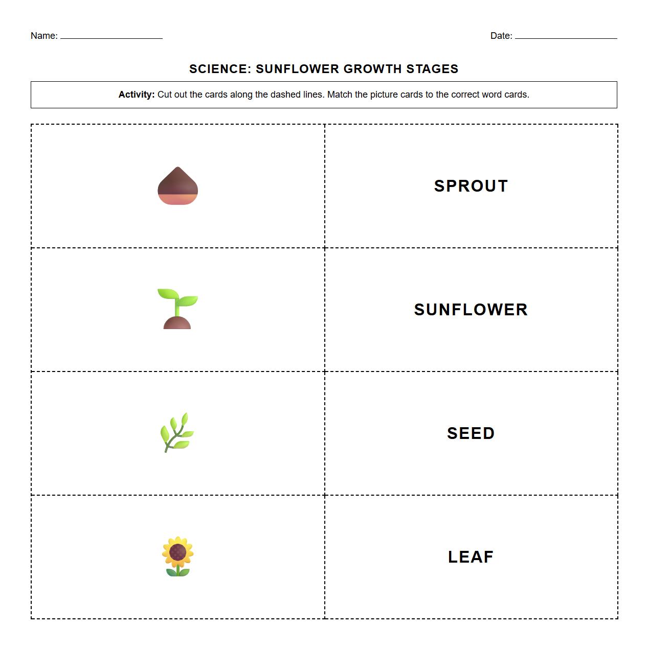 Matching Vocabulary Cards Featuring Sunflower Growth Stages