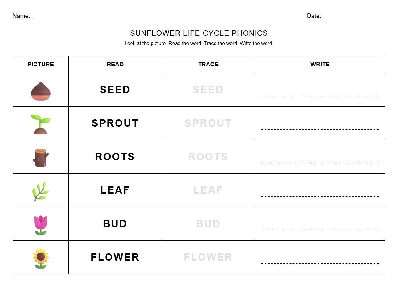 Phonics Worksheet Focusing on Key Sunflower Life Cycle Words