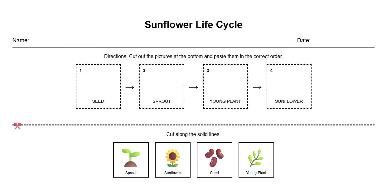 Cut and Paste Activity with Sunflower Life Cycle Images