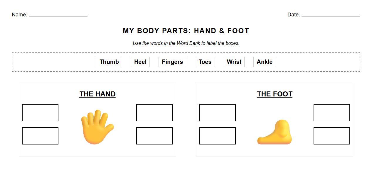 Hand and Foot Structure Labeling Activity