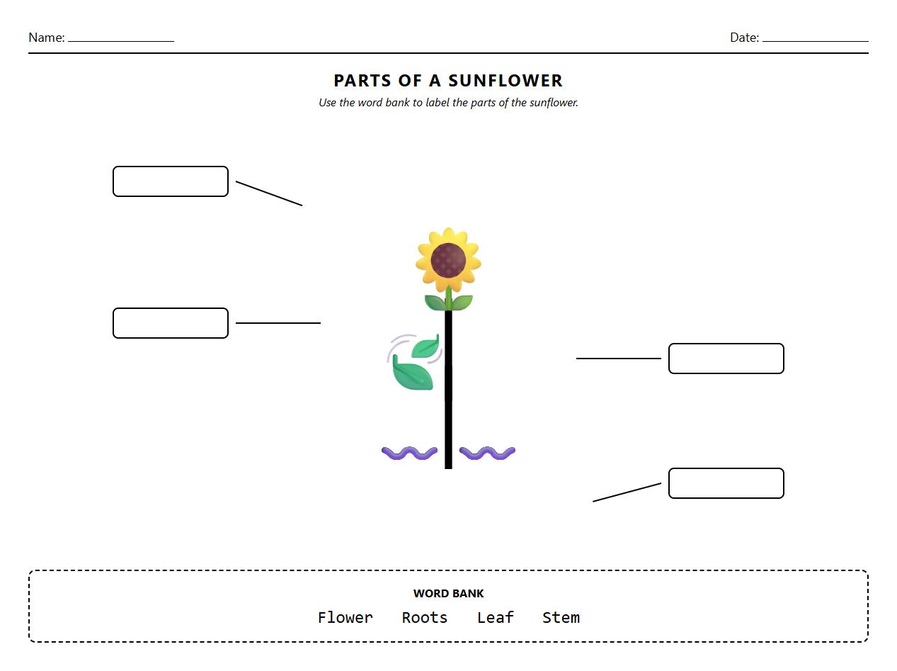 Labeling Diagram Worksheet for Parts of a Sunflower
