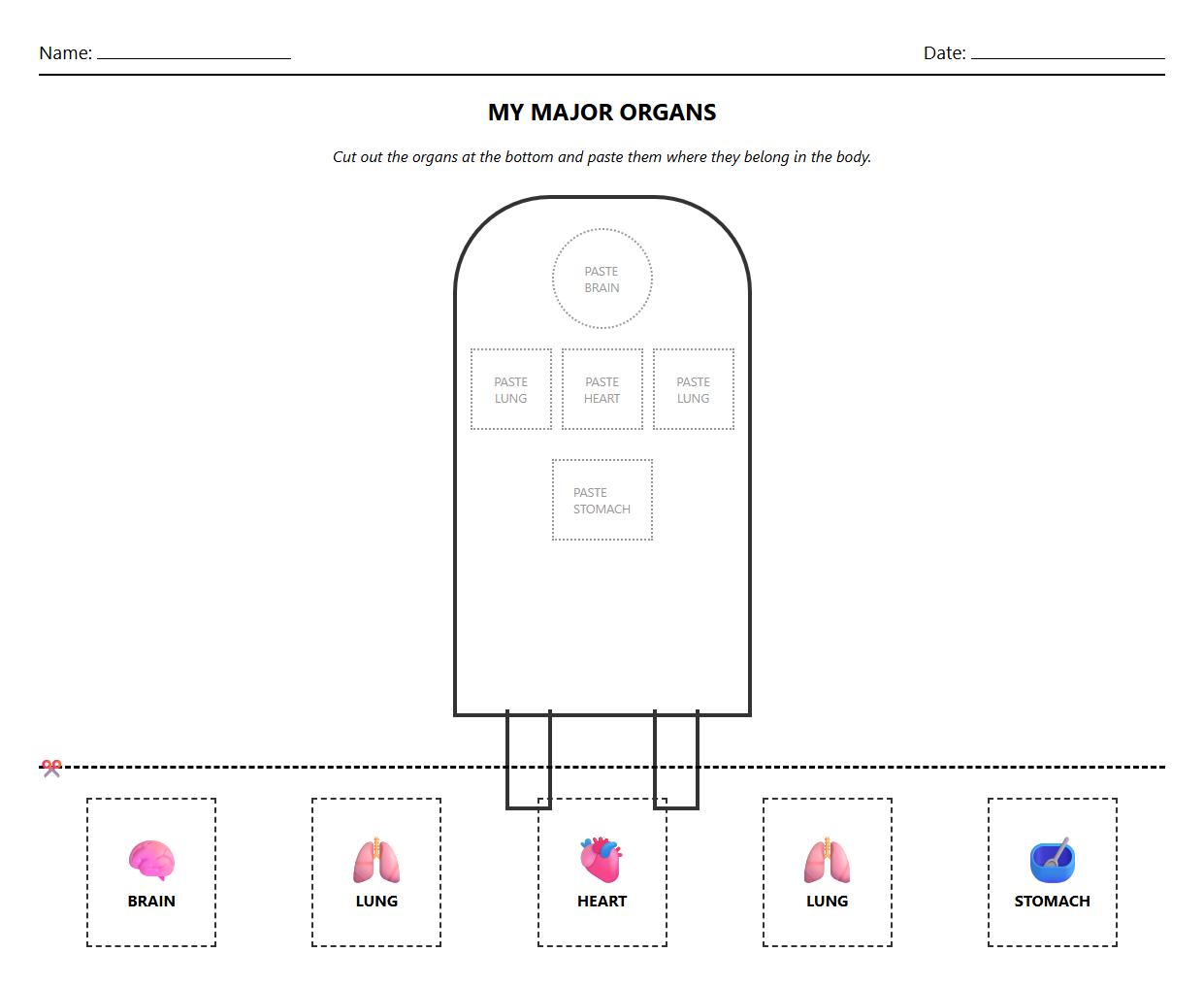 Major Organs Placement Anatomy Exercise
