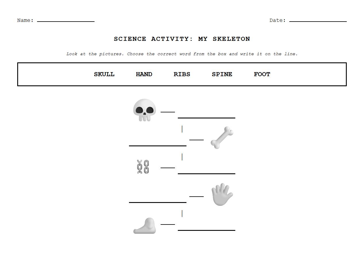 Skeletal System Identification Diagram for Early Learners