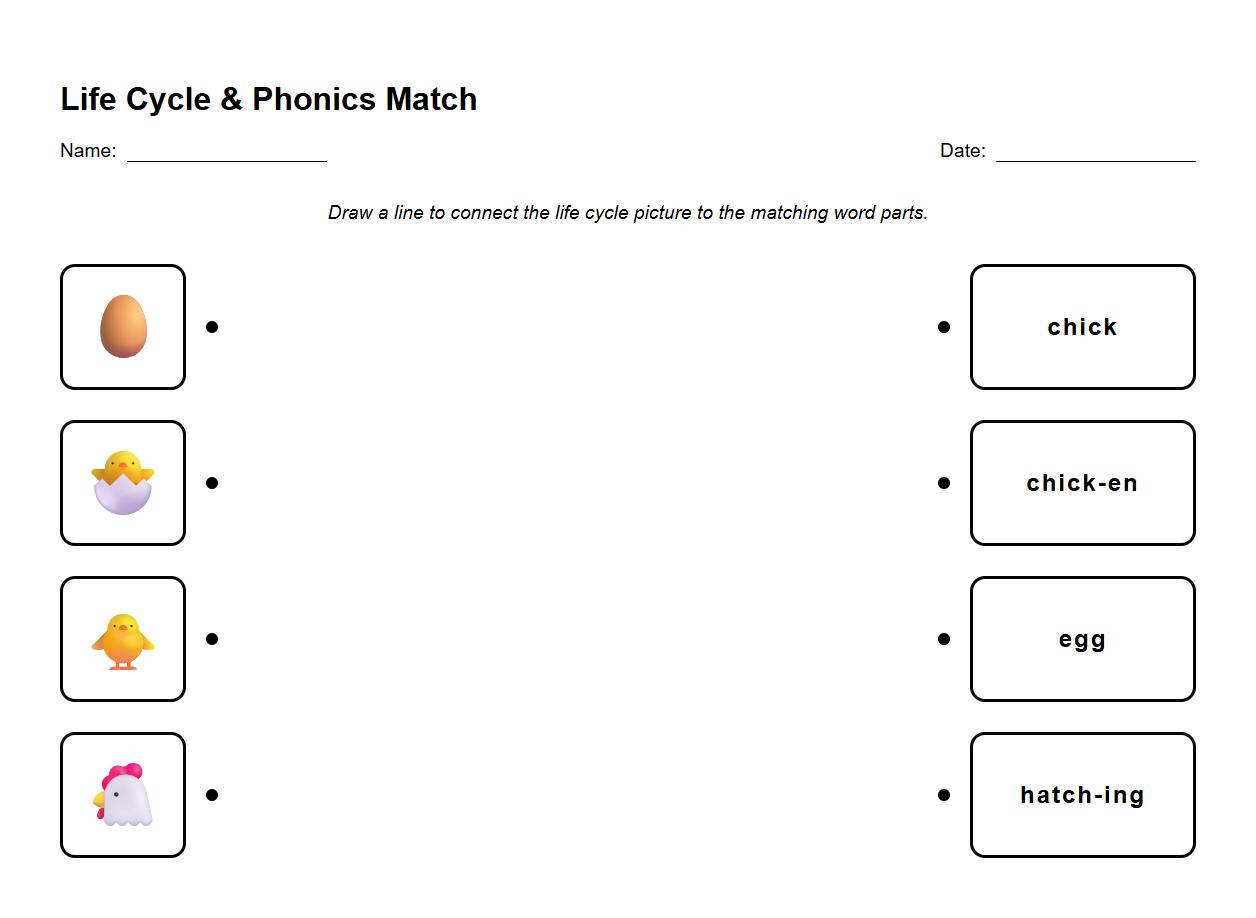 Matching Exercise Connecting Life Cycle Steps and Phonics Syllables